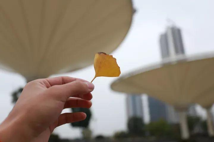 你越黄，我越喜欢！凛冬将至，这是最后一波西太湖的秋景