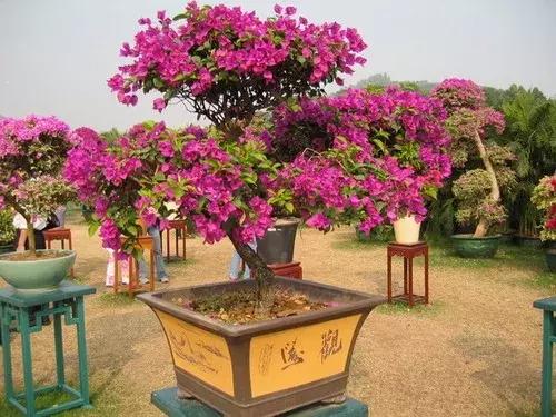 杜鹃花的鉴赏方法,关于杜鹃花的养护知识资料