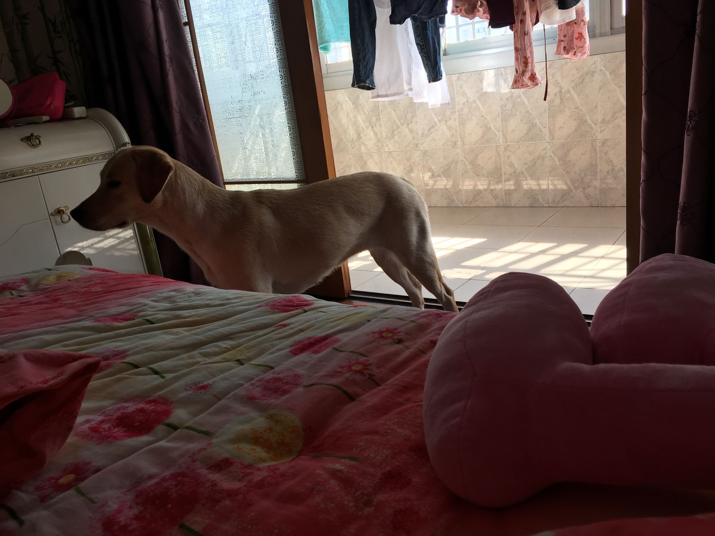 如何有效解决狗狗掉毛,家里狗狗掉毛沾到裤子上怎么办