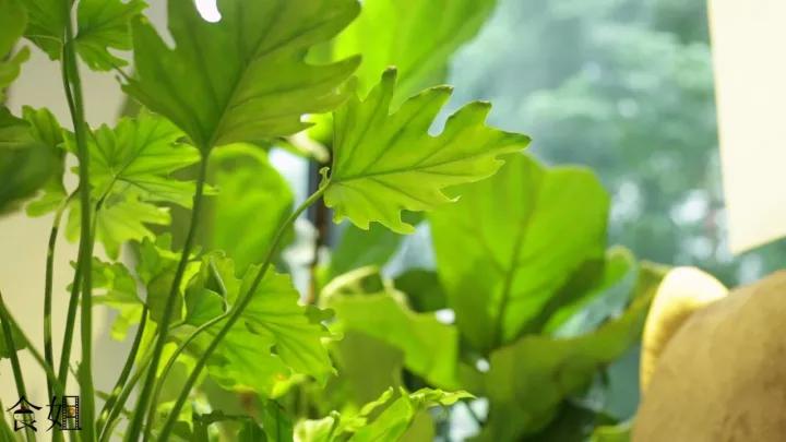 什么是正宗冷锅串串,冷锅串串哪几个口味最受欢迎