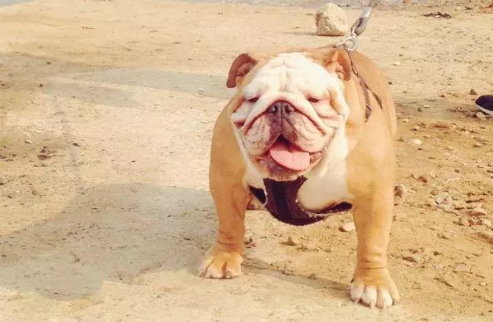 在家打扫卫生要关注安全,家里养宠物犬如何打扫卫生