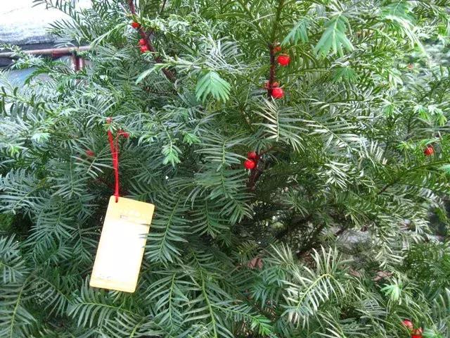 红豆杉盆栽如何介绍,红豆杉盆景教程