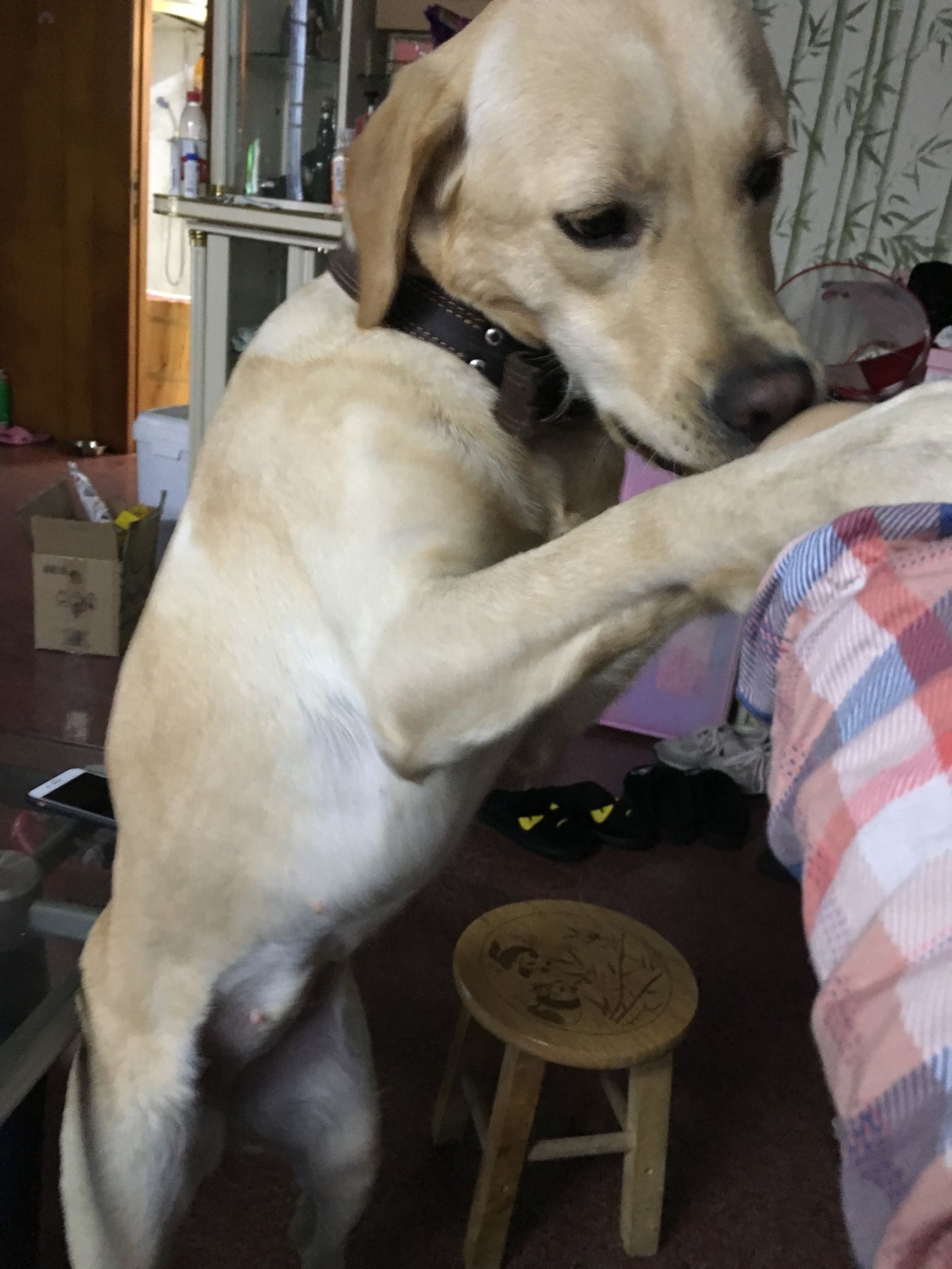 如何有效解决狗狗掉毛,家里狗狗掉毛沾到裤子上怎么办