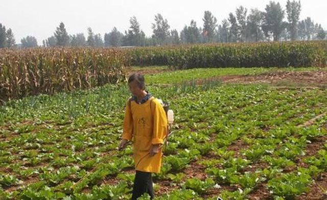 没有不打药的白菜，白菜软腐病该用什么药呢，您知道吗？