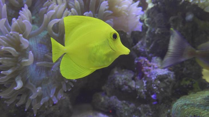 可拍4KHDR视频的手持摄像机1英寸CMOS索尼FDR-AX700摄像机评测