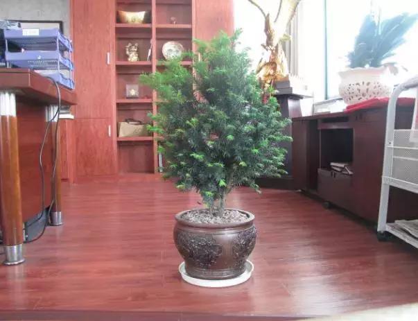 红豆杉盆栽如何介绍,红豆杉盆景教程