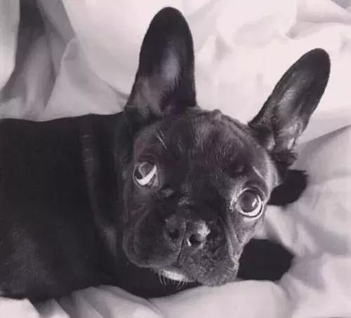 在家打扫卫生要关注安全,家里养宠物犬如何打扫卫生