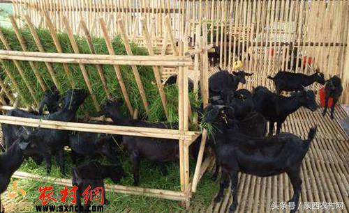 农村创业点子100例,想回老家创业新点子100个最新