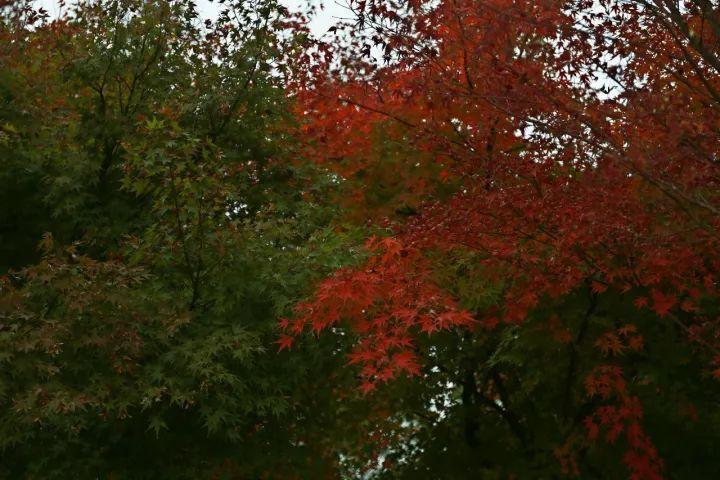 你越黄，我越喜欢！凛冬将至，这是最后一波西太湖的秋景