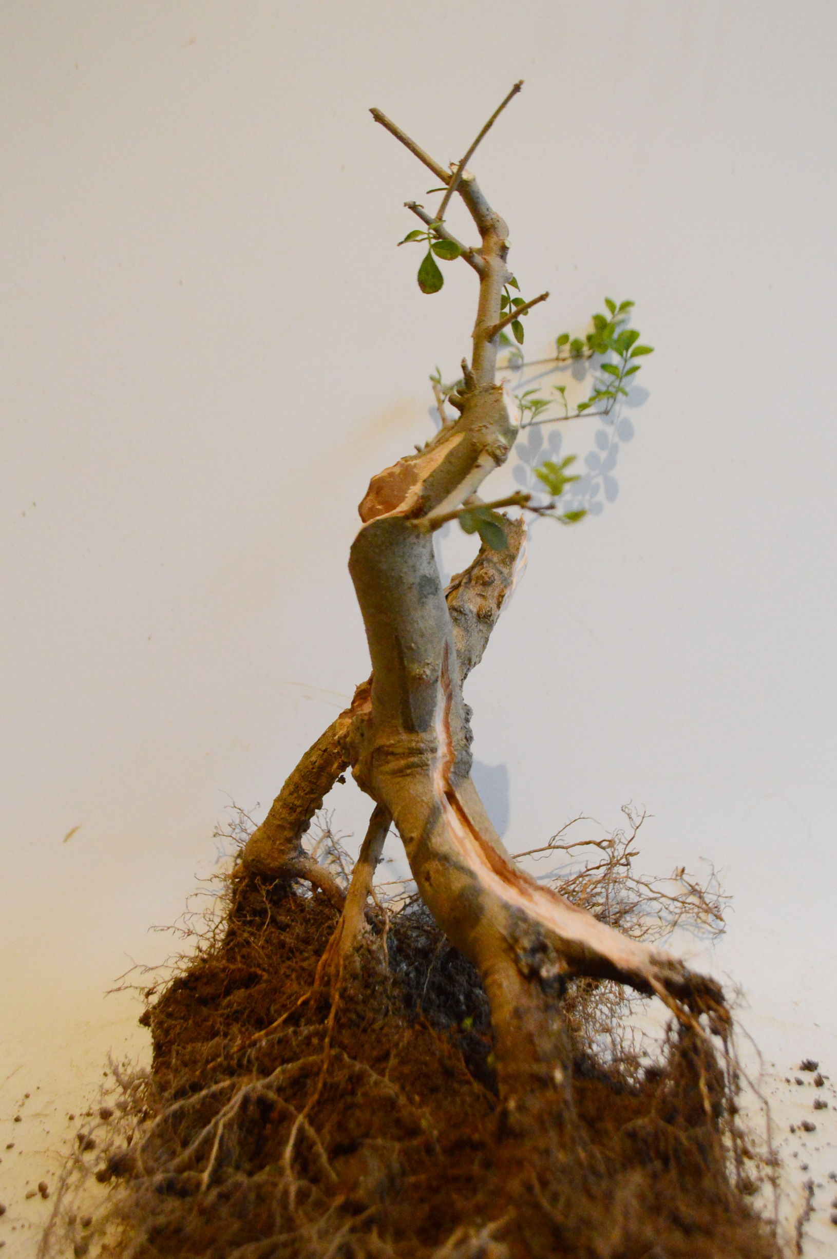 对节白蜡什么时候适合做舍利,对节白蜡舍利制作全过程