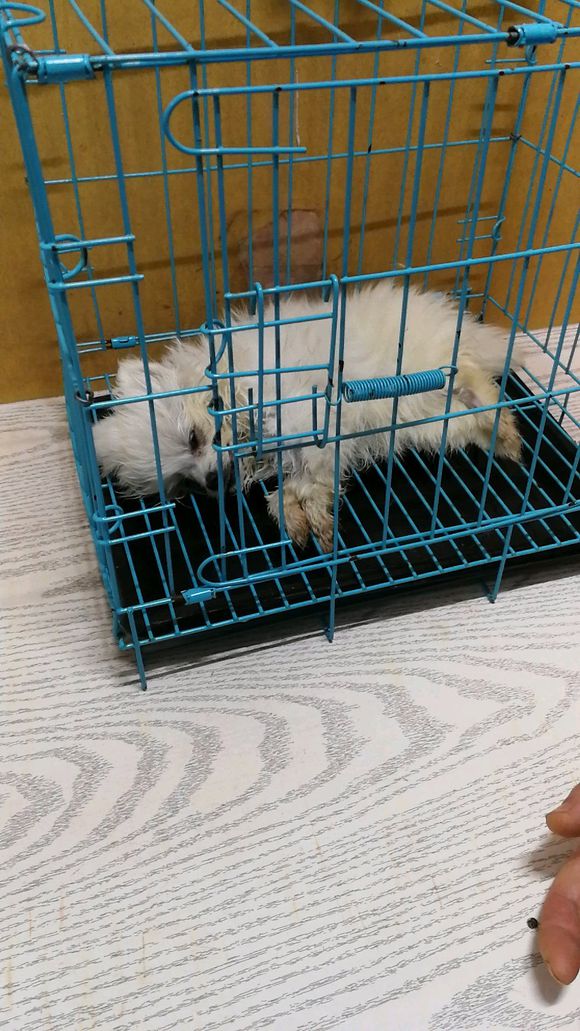 网友买了博美犬不到一天就死了，卖家：有能耐你别从外地买狗