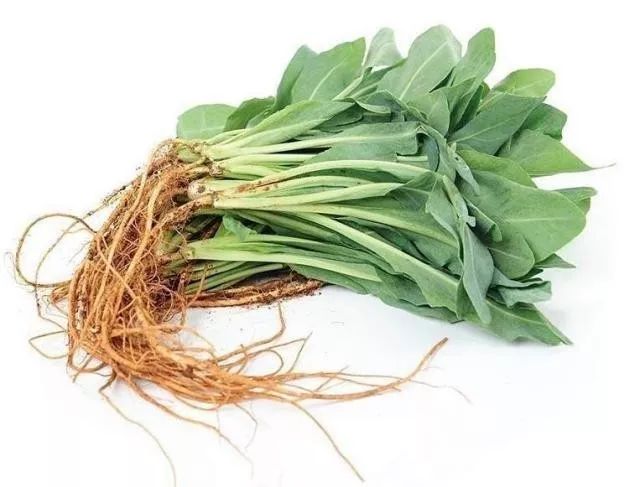 你只知道板蓝根治感冒，可你知道种在阳台上的板蓝根有多美吗？