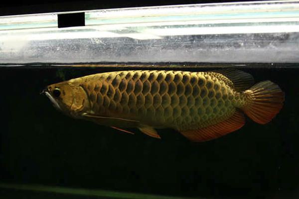 换季龙鱼态势不好怎么调理,龙鱼身上起水泡怎么处理