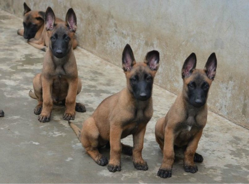 马犬幼犬基础训练方法,马犬幼犬训练教程