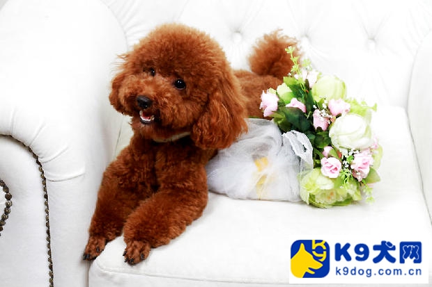 泰迪狗狗拉肚子可以吃蒙脱石散吗,泰迪幼狗狗拉肚子怎么办