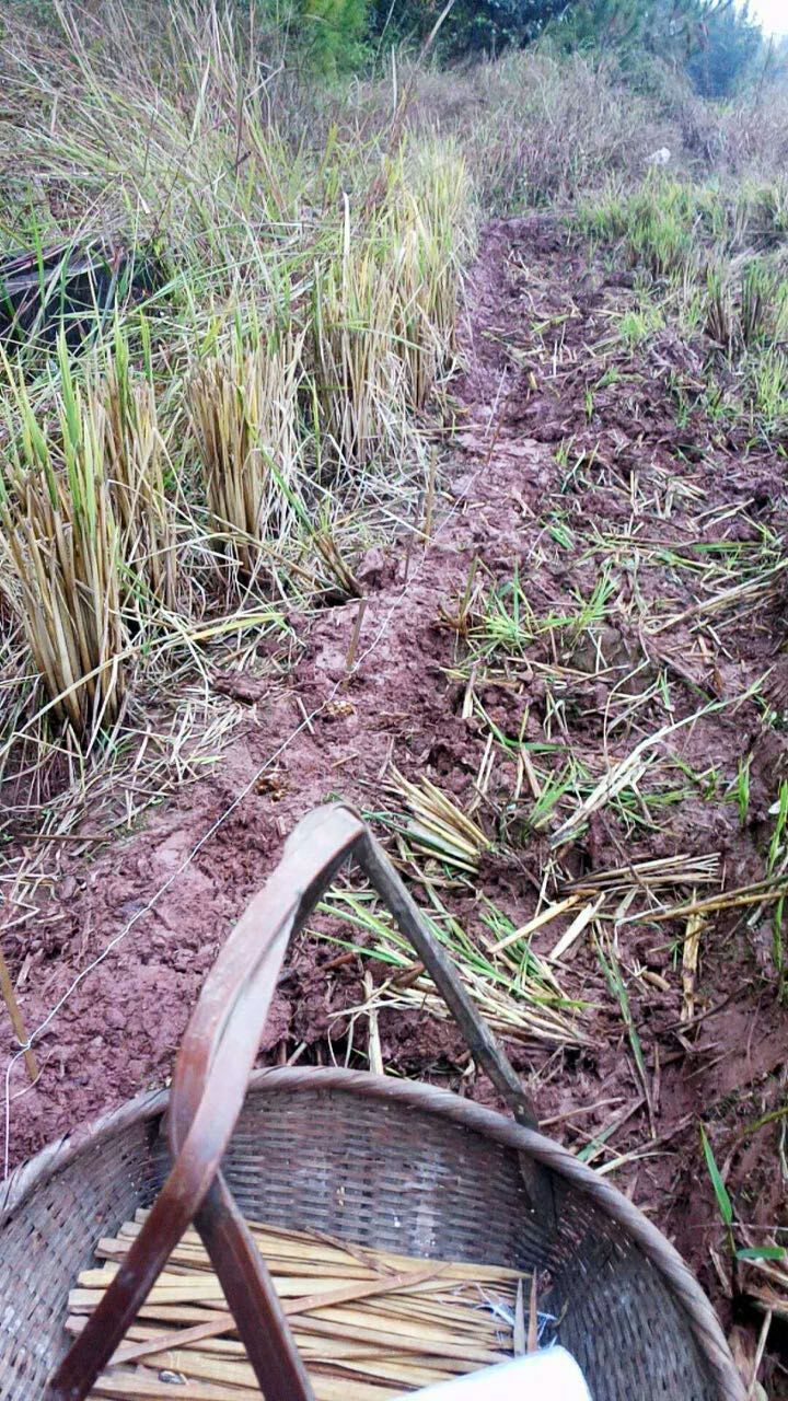 闽西八大干之一老鼠干由来,闽西八大干真的是老鼠做的吗