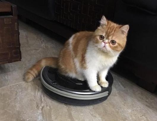 这十种家具买了后悔,买来就后悔的五个家电