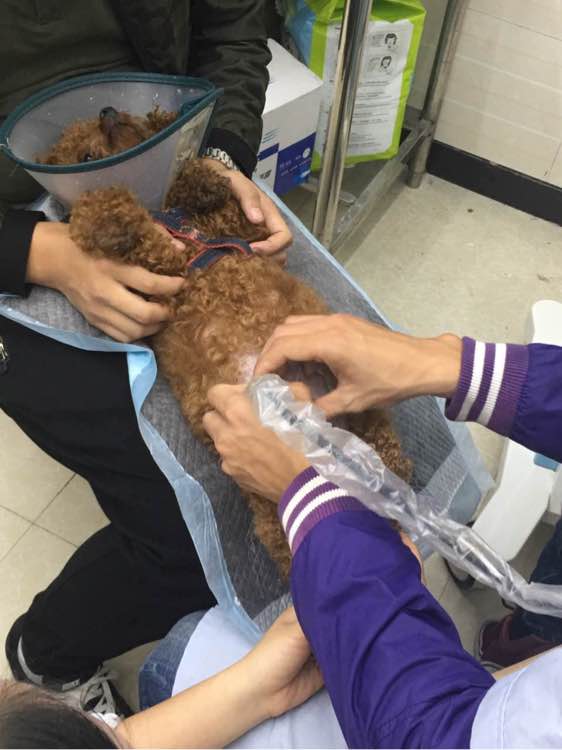 泰迪被领养舍不得原主人,领养泰迪被欺负