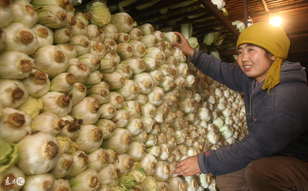 没有不打药的白菜，白菜软腐病该用什么药呢，您知道吗？