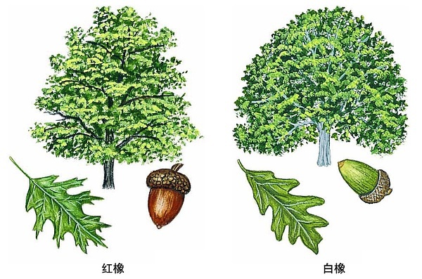 白橡木和红橡木哪个木纹清晰,家具红橡木好还是白橡木的好