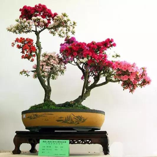 杜鹃花的鉴赏方法,关于杜鹃花的养护知识资料