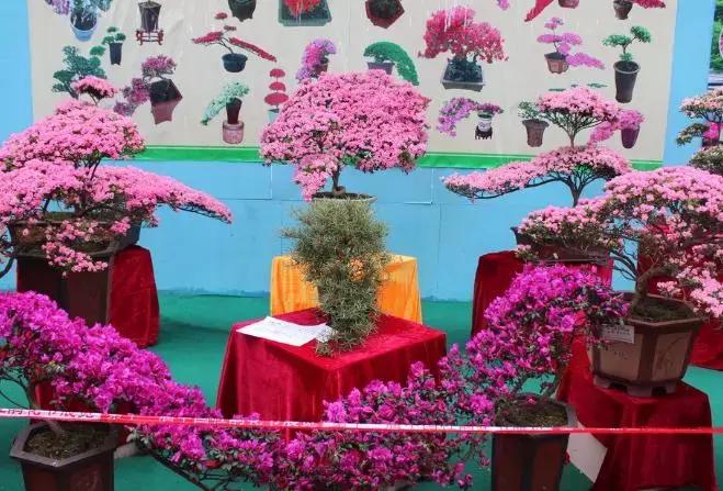 杜鹃花的鉴赏方法,关于杜鹃花的养护知识资料