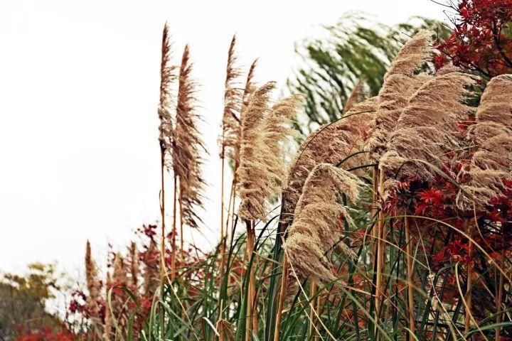 你越黄，我越喜欢！凛冬将至，这是最后一波西太湖的秋景