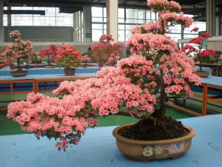 杜鹃花的鉴赏方法,关于杜鹃花的养护知识资料