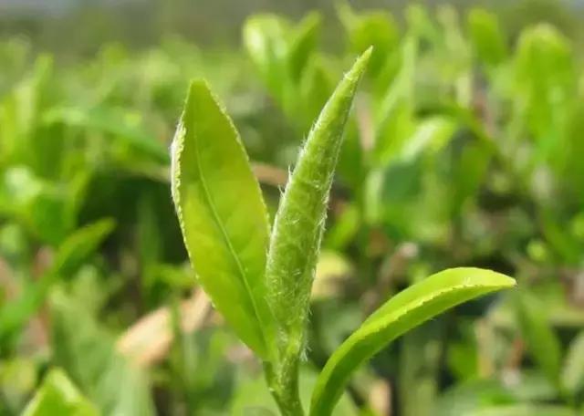 全国各个省市的特产介绍,中国各省市特产