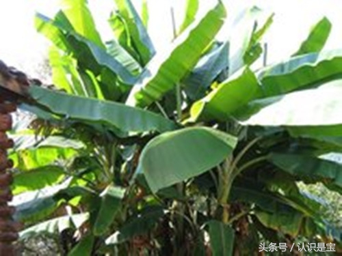 芭蕉树它是怎么来的,讲解芭蕉树