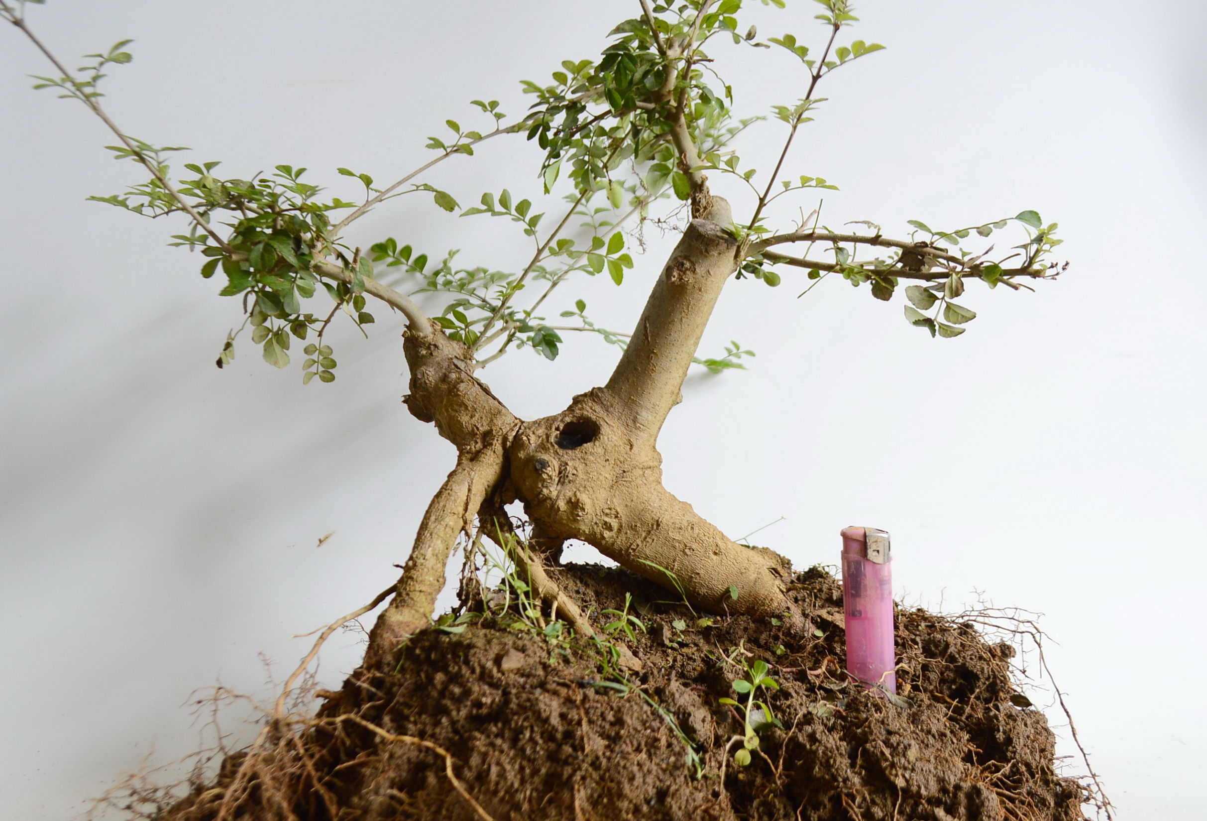 对节白蜡什么时候适合做舍利,对节白蜡舍利制作全过程