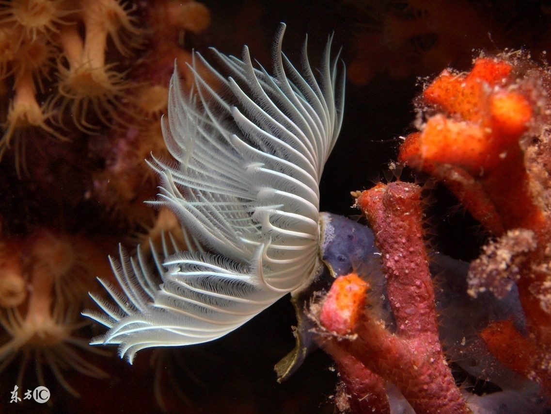 最真实的红珊瑚,这才是真正的红珊瑚