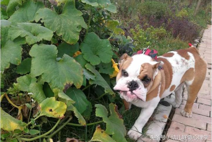 被宠物老鼠咬伤正确处理方法,宠物咬伤后的处理方法