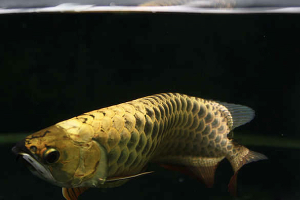 换季龙鱼态势不好怎么调理,龙鱼身上起水泡怎么处理