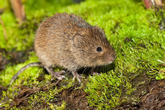 闽西八大干之一老鼠干由来,闽西八大干真的是老鼠做的吗