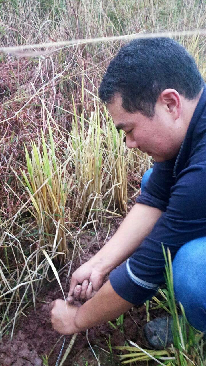 闽西八大干之一老鼠干由来,闽西八大干真的是老鼠做的吗