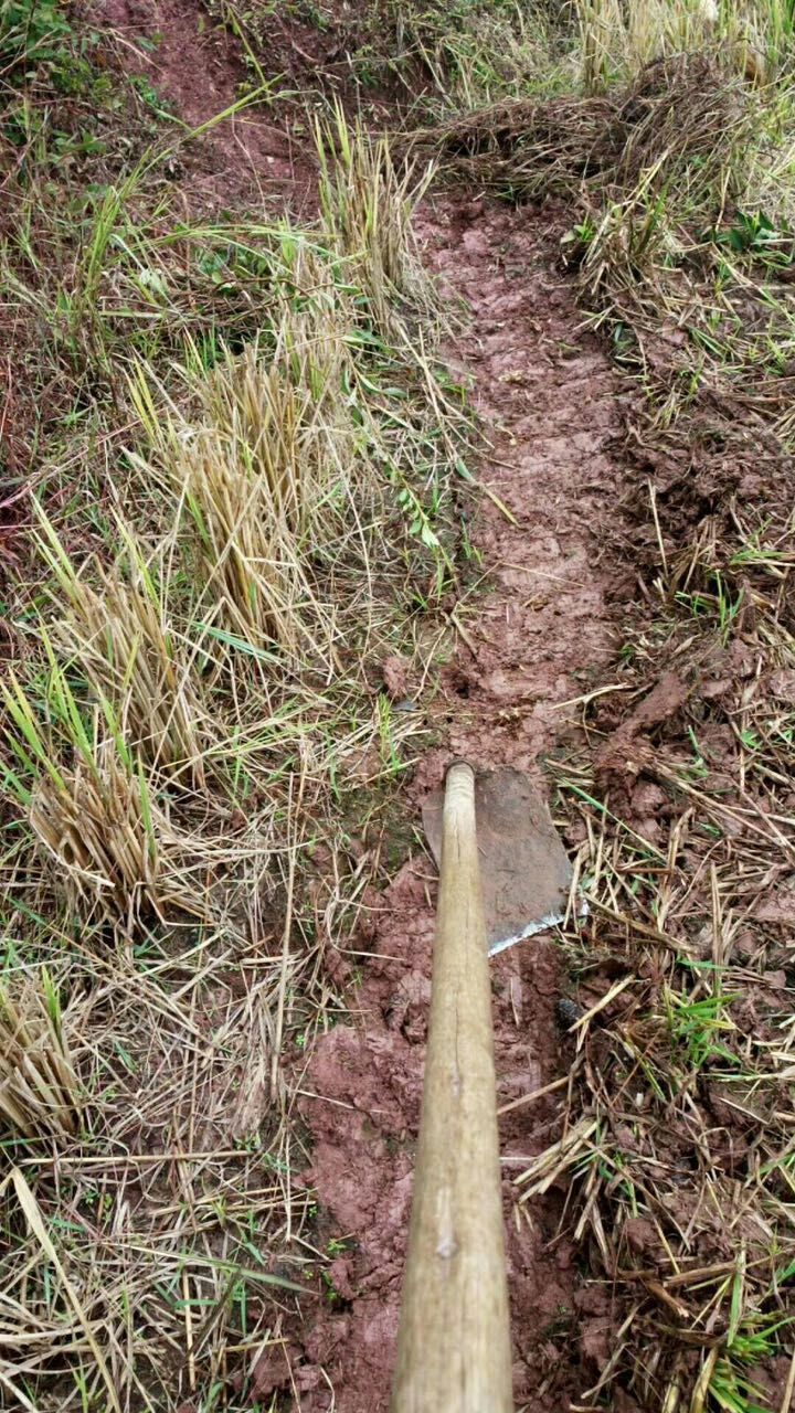 闽西八大干之一老鼠干由来,闽西八大干真的是老鼠做的吗