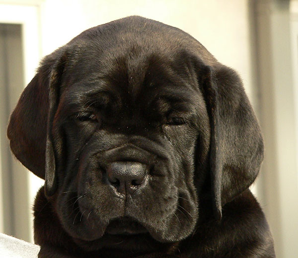 卡斯罗狗狗厉害吗,卡斯罗狗狗视频