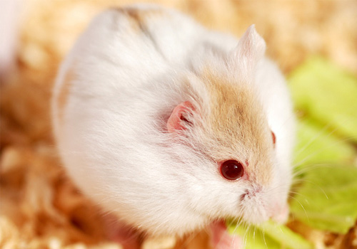 仓鼠饲养箱子,仓鼠饲养基地