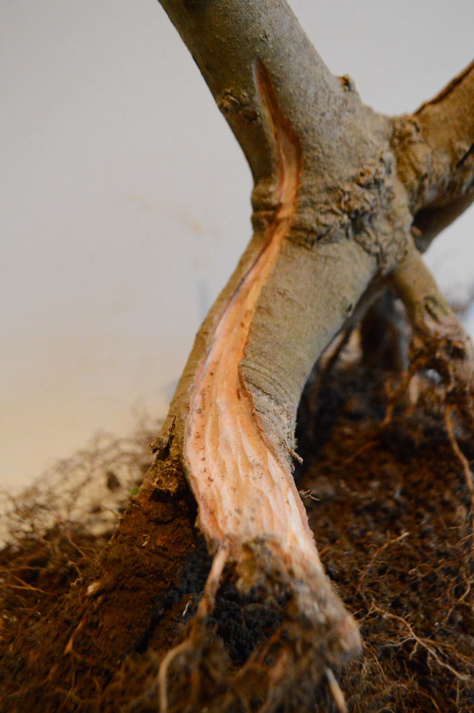 对节白蜡什么时候适合做舍利,对节白蜡舍利制作全过程