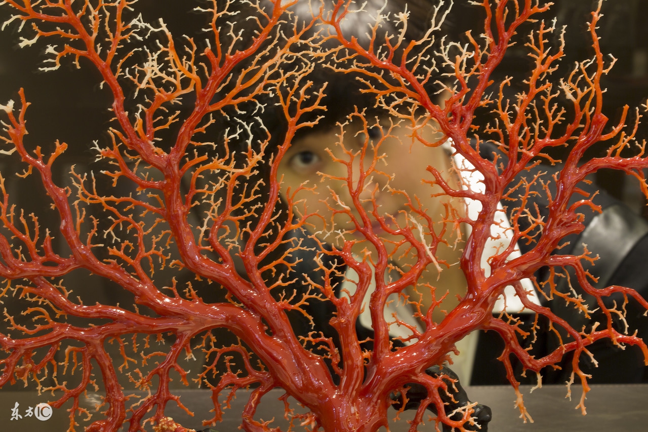 最真实的红珊瑚,这才是真正的红珊瑚