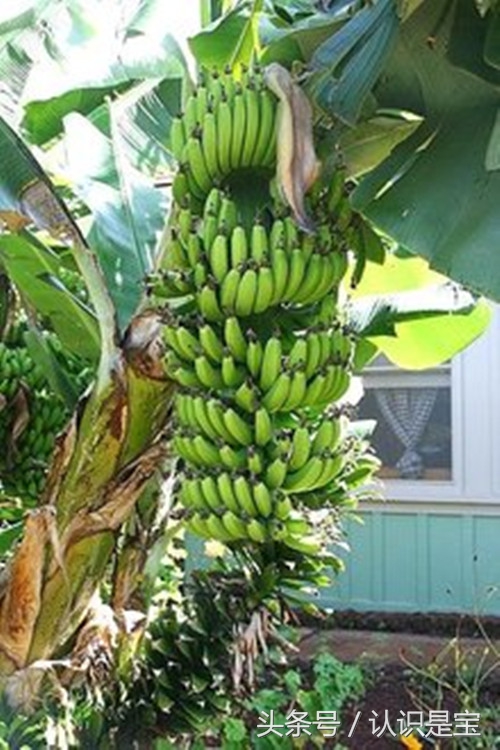 芭蕉树它是怎么来的,讲解芭蕉树