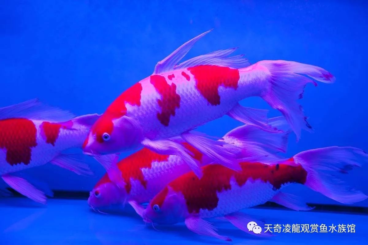 鳑鲏鱼怎样防止寄生虫,鱼身上有寄生虫该怎么办