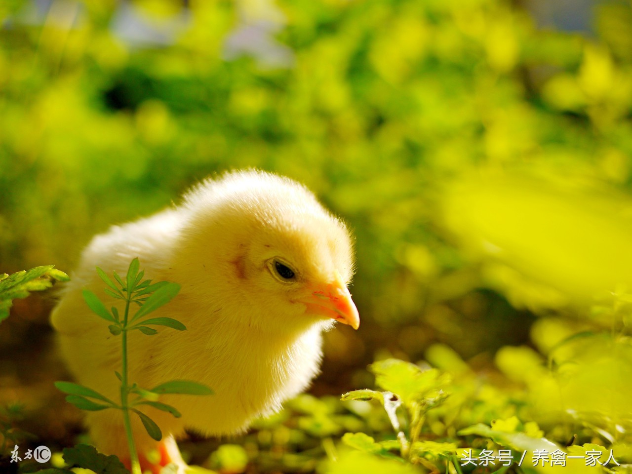 养鸡小窍门助你养好鸡,养鸡防病教程