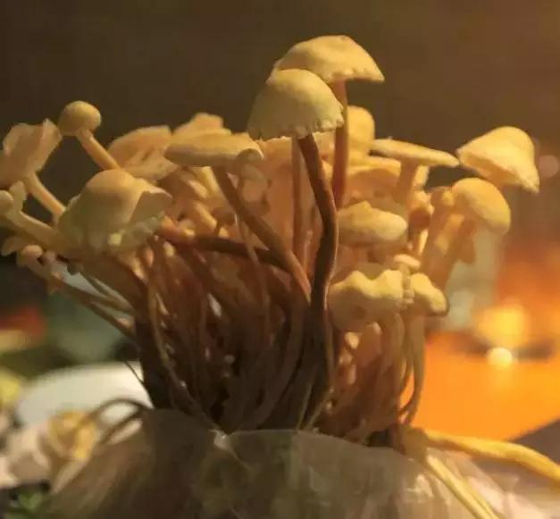 魔都顶级港式火锅,魔都有哪些好吃的火锅