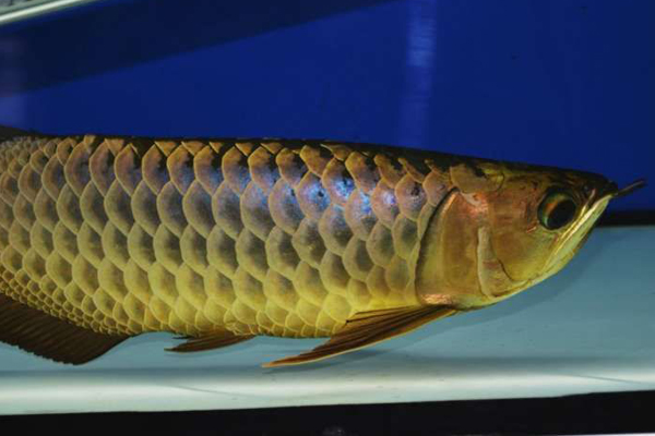 换季龙鱼态势不好怎么调理,龙鱼身上起水泡怎么处理