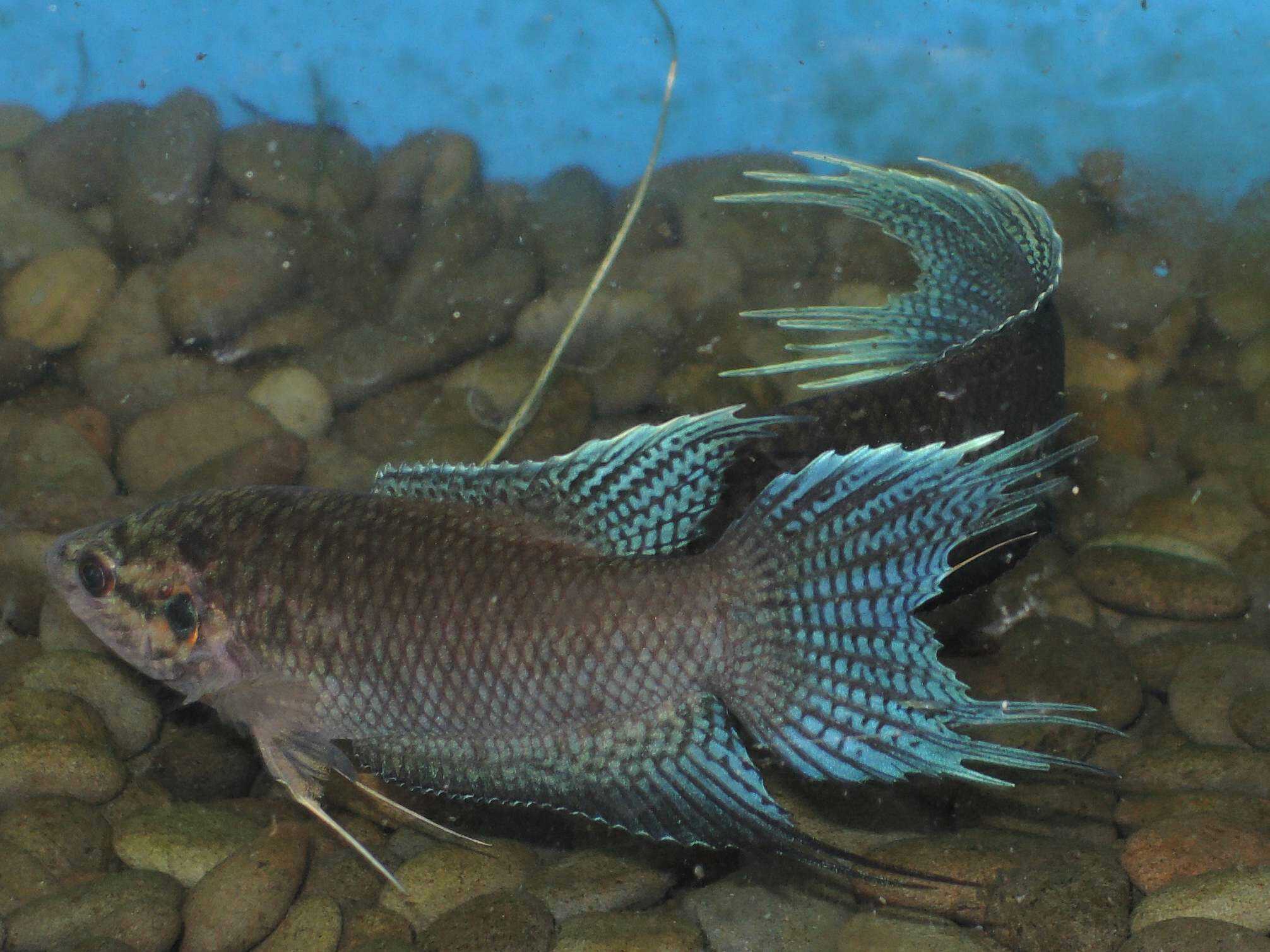 斗鱼2剧情简介,中国斗鱼繁殖