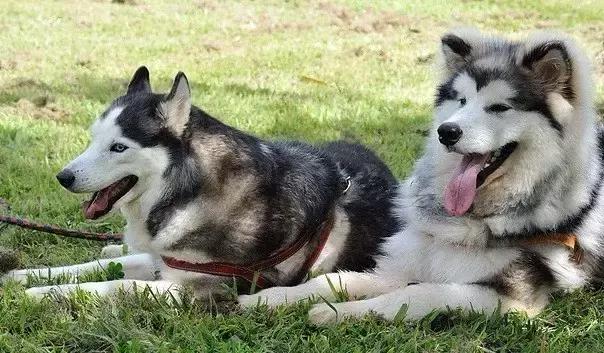 哈士奇和阿拉斯加的区别懂了吧,哈士奇和阿拉斯加的区别在哪里