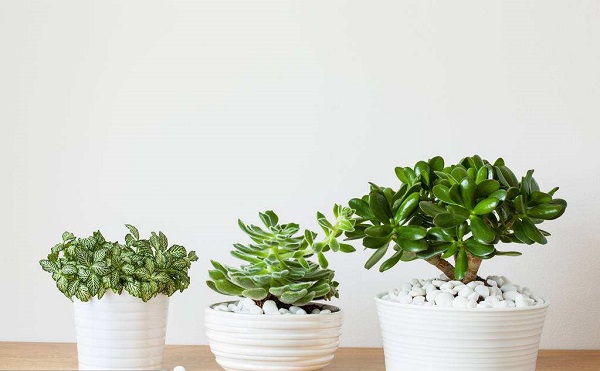 发财树盆栽死了怎么救活,盆栽怎么救活