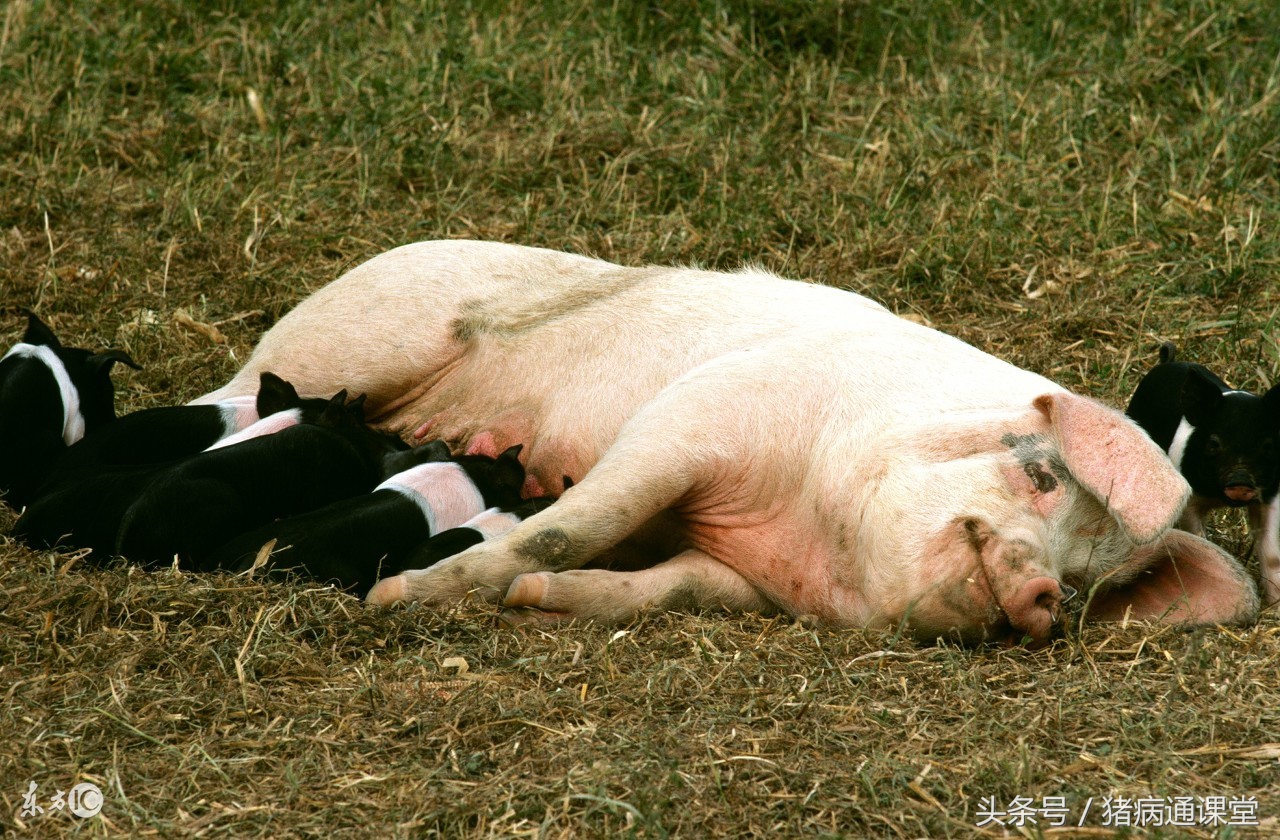 母猪中途不让仔猪吃奶解决方法,母猪产后不让小猪吃奶是怎么回事